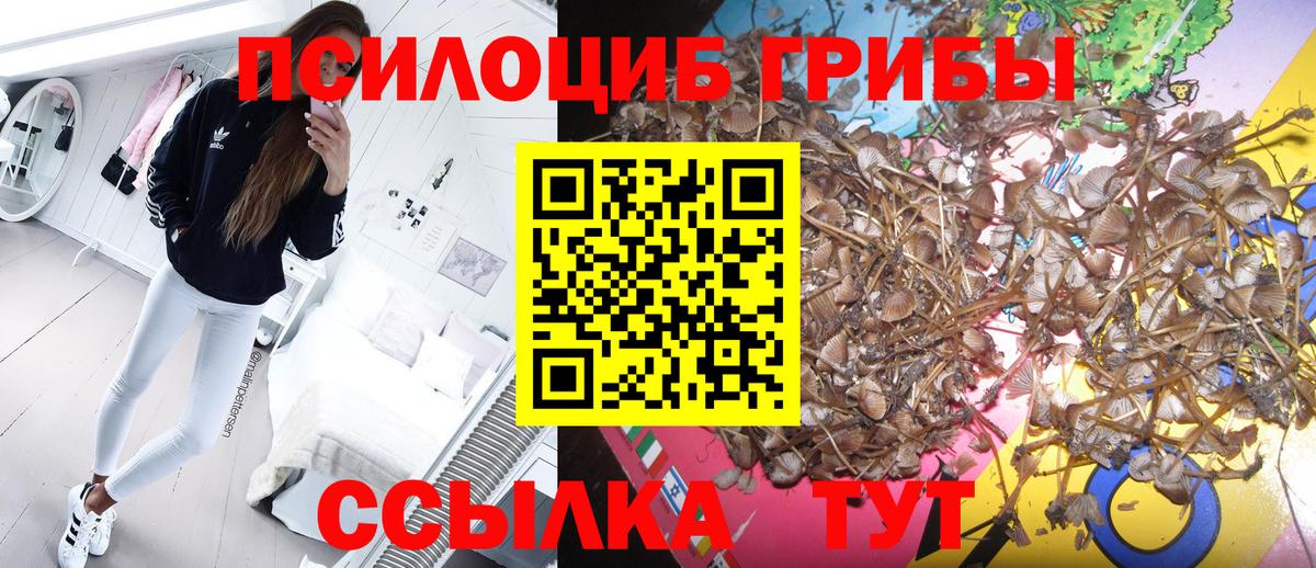 Дмитров  Псилоцибиновые грибы Cubensis  Вход с VPN 